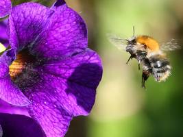 SZ-Kolumne „Bester Dinge“: Hummel, Hummel – Mors, Mors!